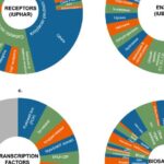 Producing Detailed Signaling Designs: A Comprehensive Guide