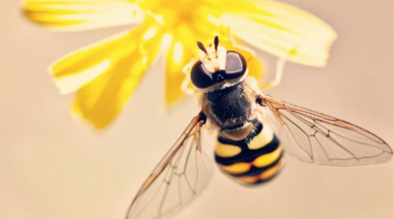 Bee Names: Creative and Fun Ideas for Your Buzzing Friends